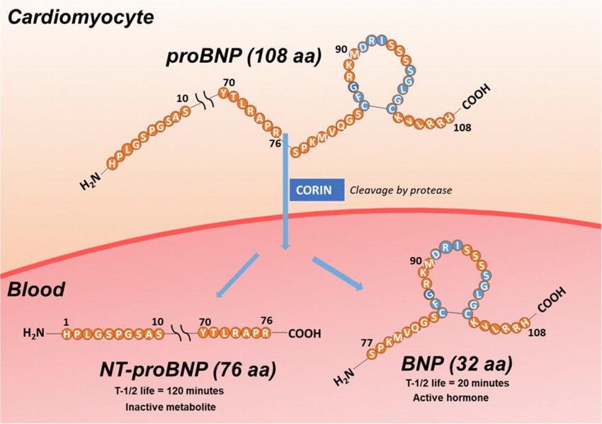 BNP, NT-proBNP, and proBNP