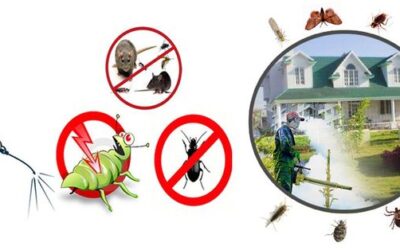 Pest Control Services in Lahore