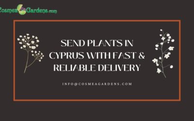 buy plants online cyprus